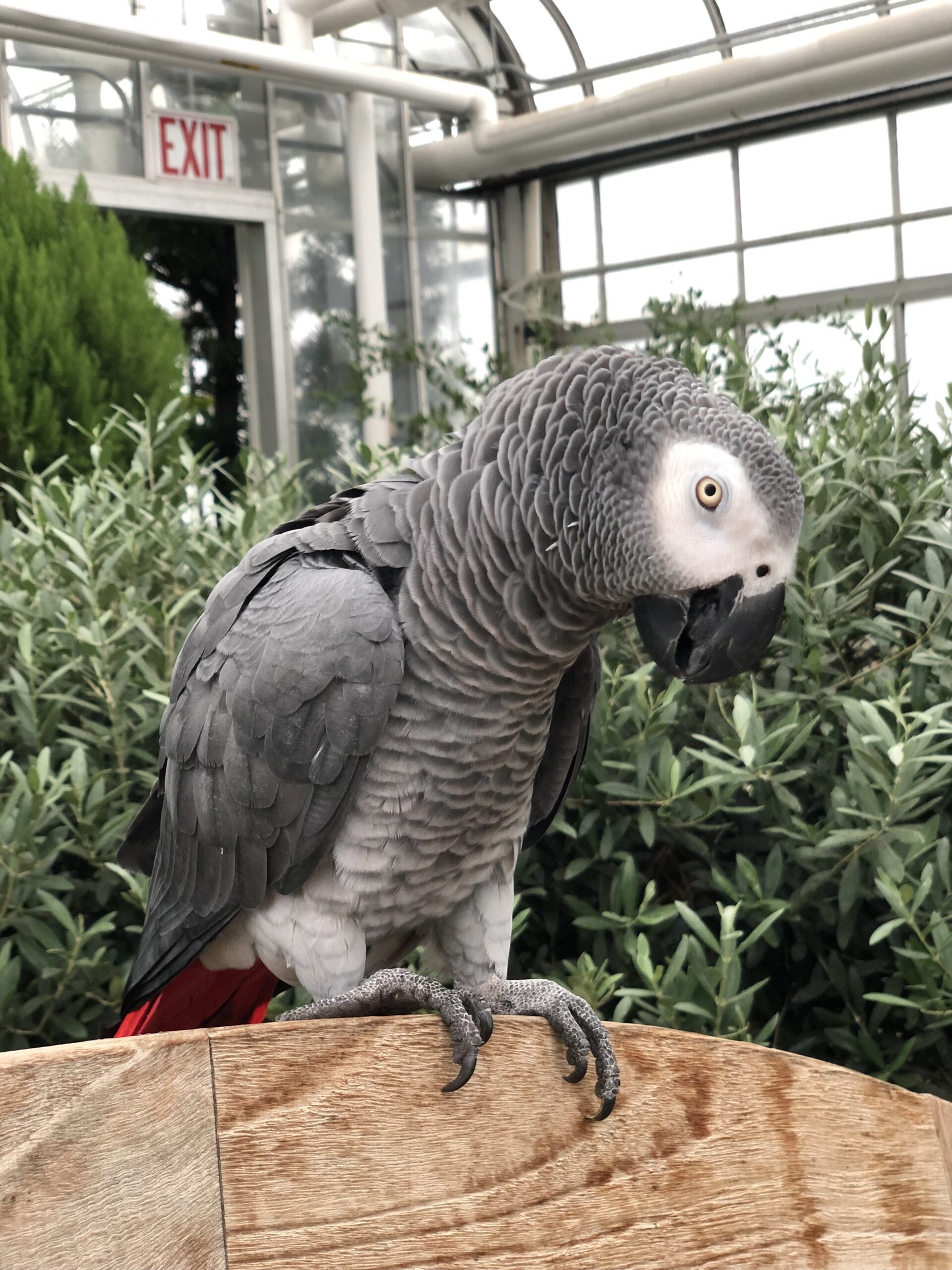 An African Grey parrot with red tail feathers perches on a wooden railing in a conservatory with an EXIT sign visible.