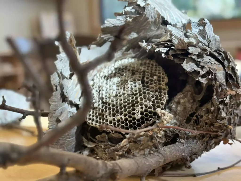 Close-up of a wasp nest made of paper-like material, showing hexagonal cells and outer layers, attached to tree branches.