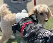 Two poodles, one light cream and one white, with a black dog in the foreground wearing a red collar.