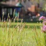 Purple allium flowers and tall grasses in the foreground with a blurred background of a building and trees.